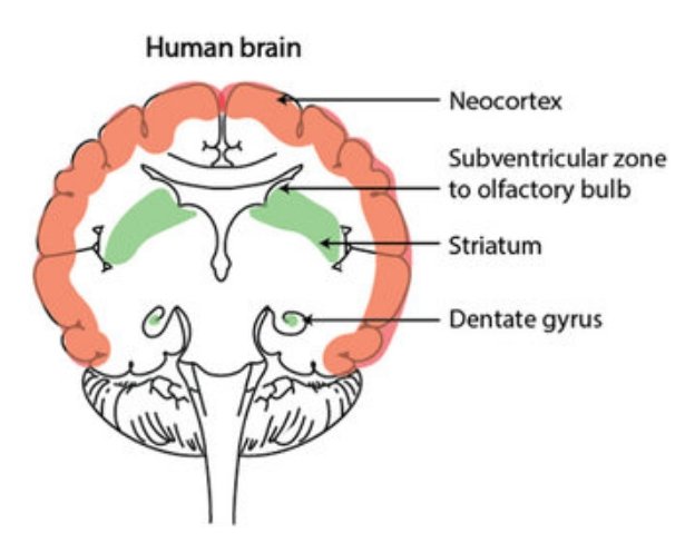 Figure 1: Sites of neurogenesis in the human brain from SearchGate CC BY 4.0, Figure adapted, with permission from Company of Biologists, from Magnusson and Frisen
