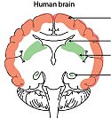 Sites of neurogenesis in the human brain