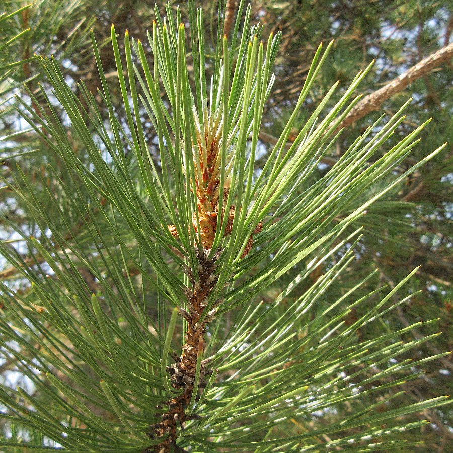 Figure 1: Pine Needle. The shape of the Pain needle resembles an acupuncture needle.