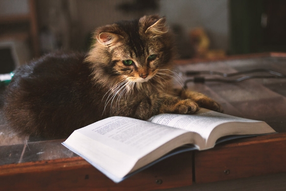 A cat  is reading a book