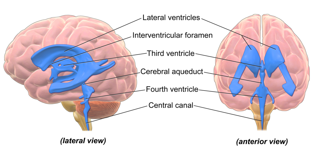 igure 2 Ventricles anatomy by BruceBlaus,CC BY 3.0 from Wikimedia Commons