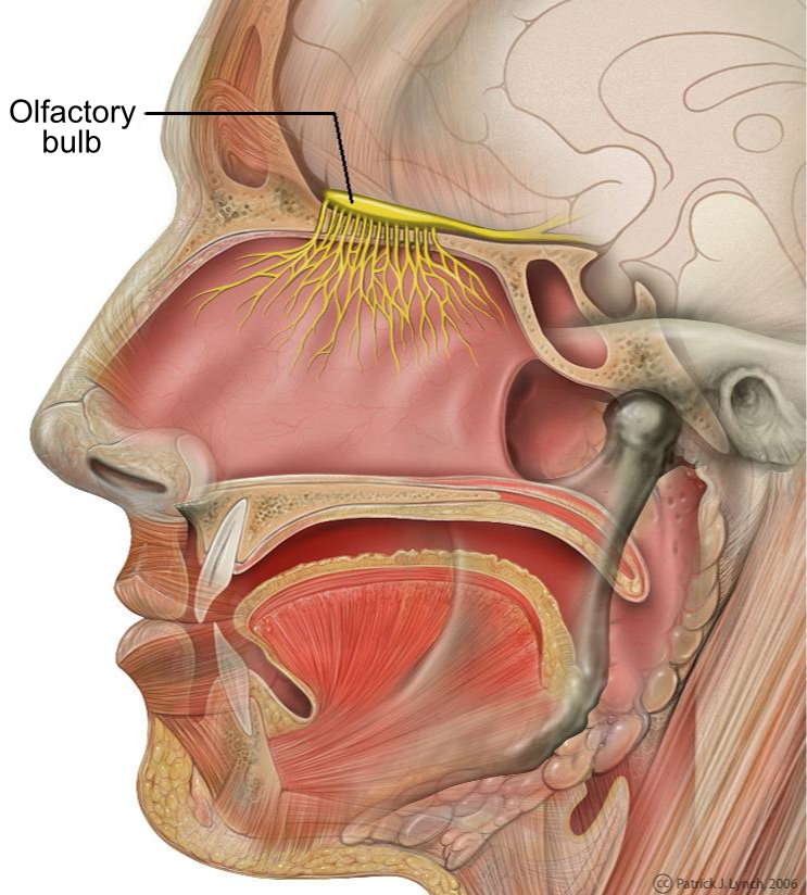 Figure 3 Head anatomy with olfactory nerve. File:Head_olfactory_nerve.jpg by Patrick J. Lynch, medical illustrator, CC BY 2.5,