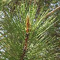 IFigure 1: Pine Needle. The shape of the Pain needle resembles an acupuncture needle.